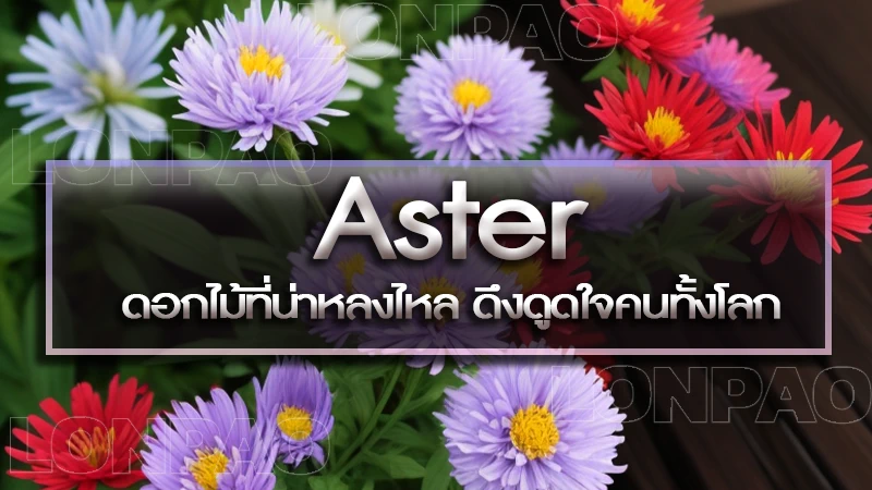 Aster