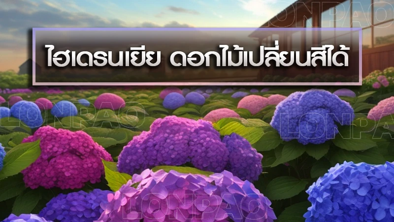 ไฮเดรนเยีย