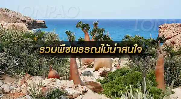 เกาะโซโครตรา