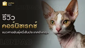 คอร์นิชเรกซ์