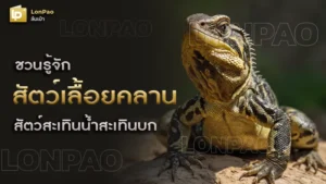 สัตว์เลื้อยคลาน