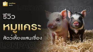 หมูแคระ