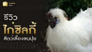 ไก่ซิลกี้