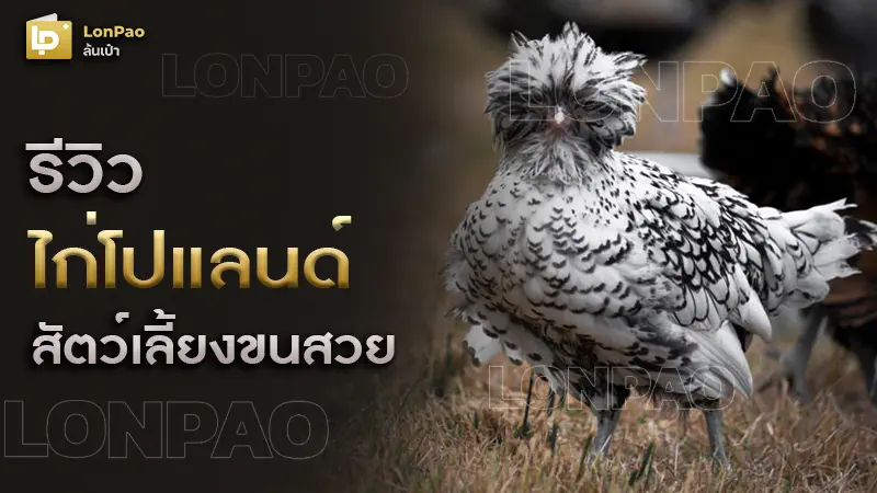 ไก่โปแลนด์