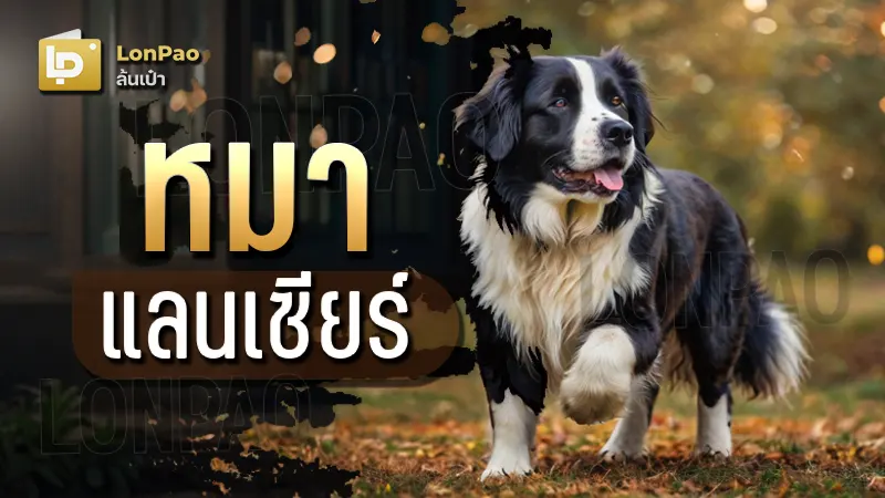 หมาแลนด์เซียร์