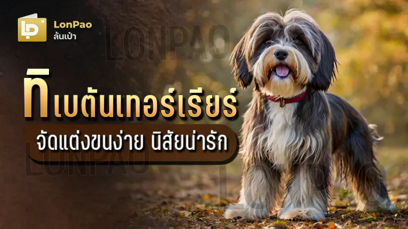 ทิเบตันเทอร์เรียร์