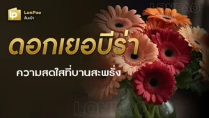 ดอกเยอบีร่า