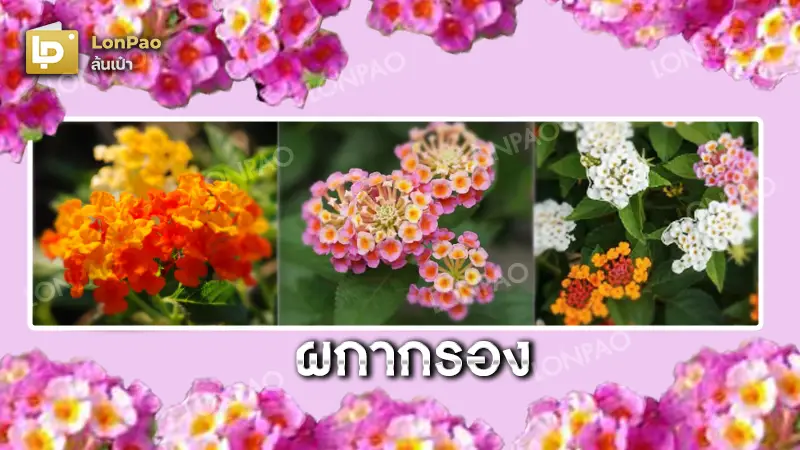 ผกากรอง