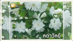 ลดาวัลย์