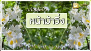 หน้าม้าวิ่ง