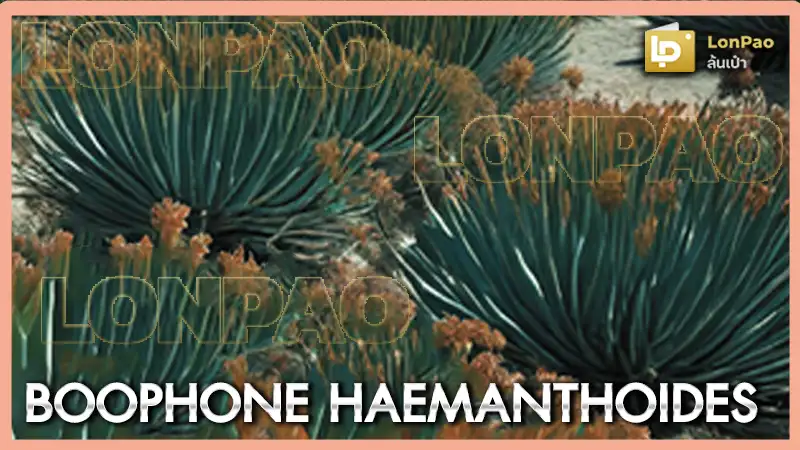 Boophone haemanthoides